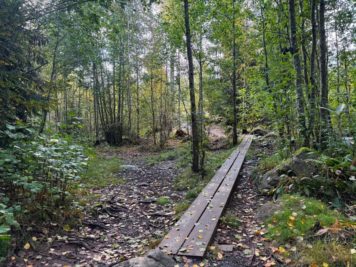 Vuoreksen koirametsä