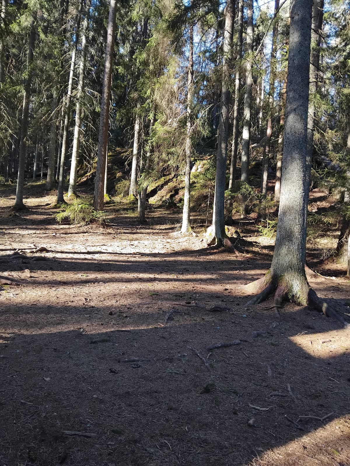 Koirametsä Satumaa