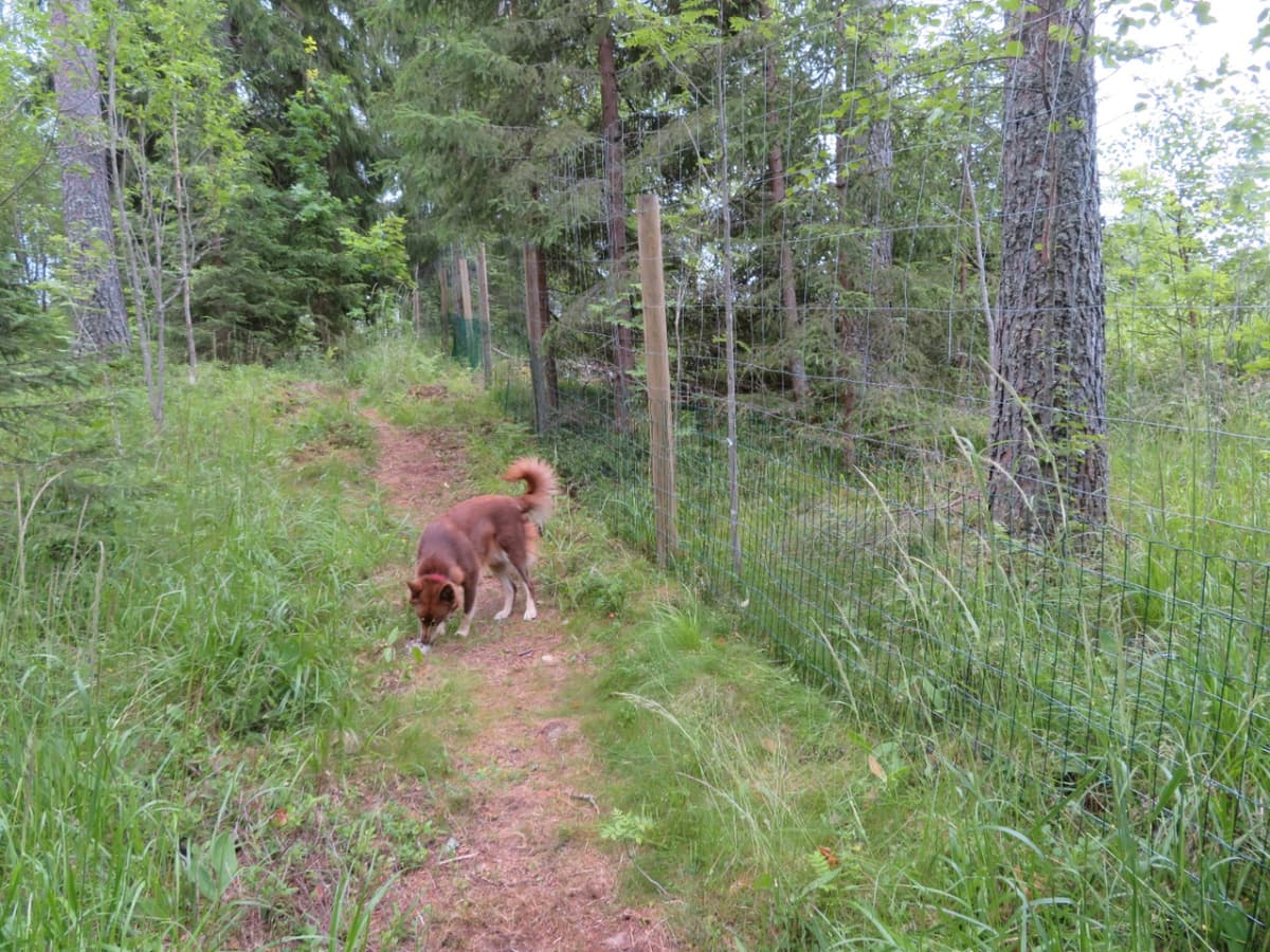 Niittypellon koirametsä