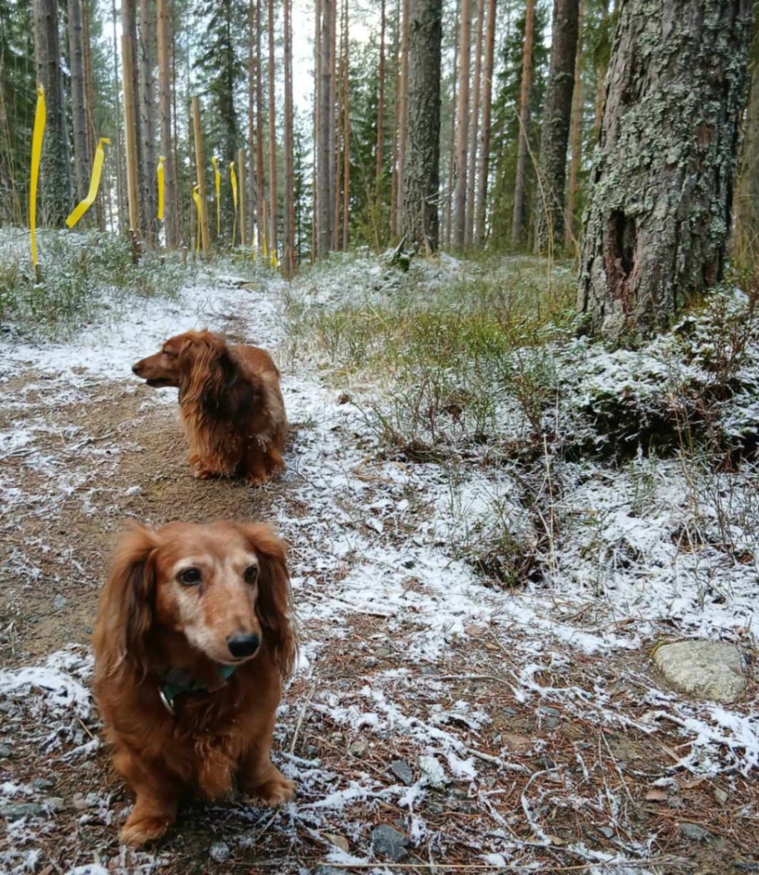 Taivallahden Tassumetsä