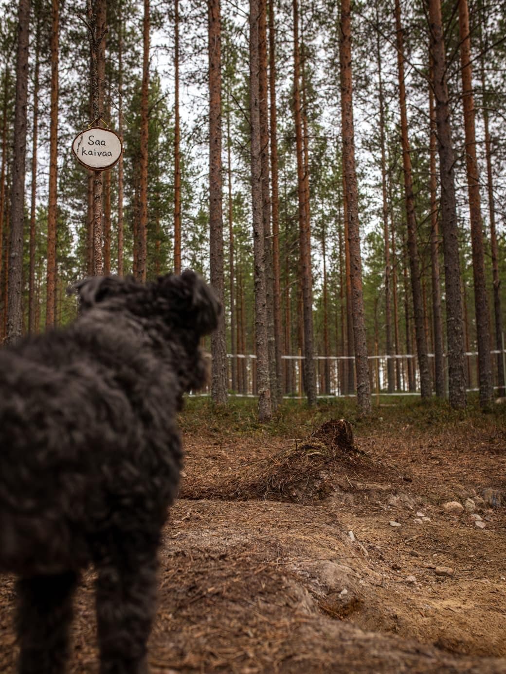 Muhoksen Käpälämetsä