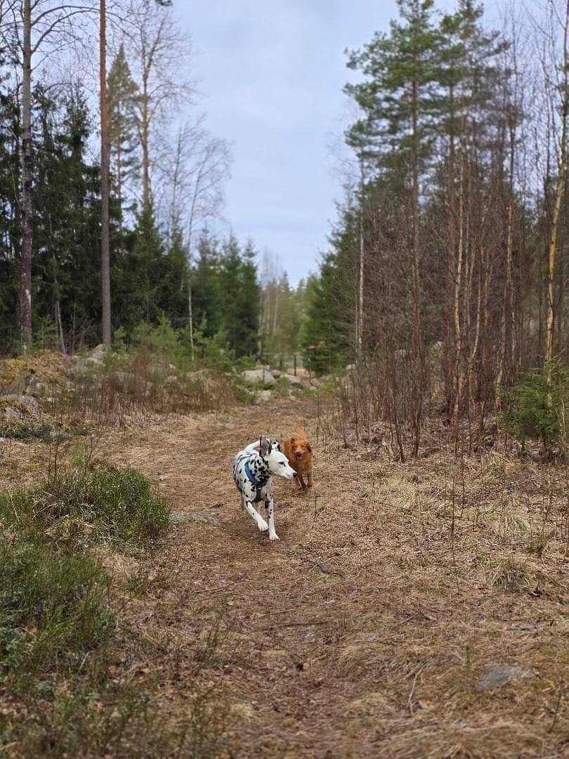 Koirametsä Laumanvartija