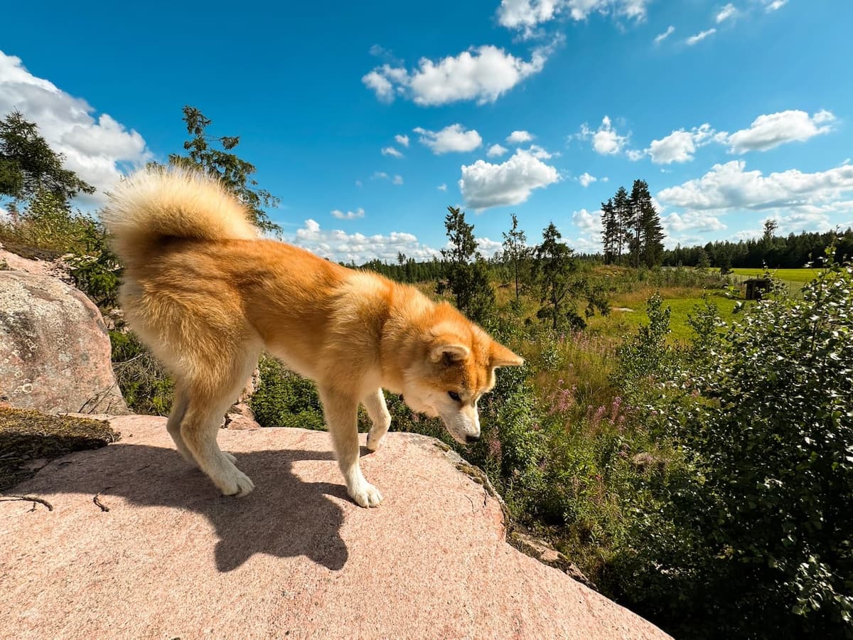 Karhulan Koirakallio