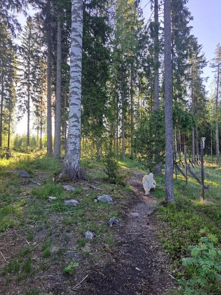 Koirakallion Metsä