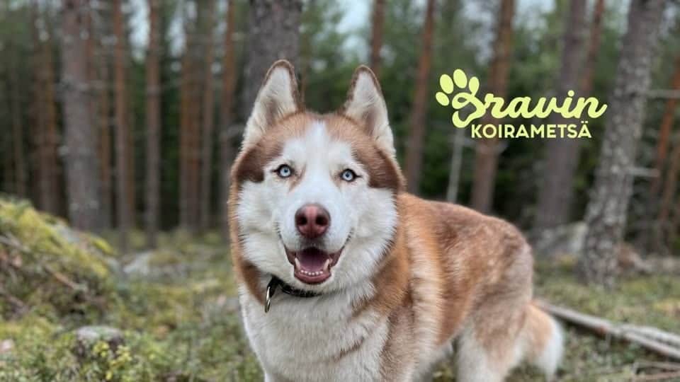 Oravin Koirametsä – koirametsän pääkuva