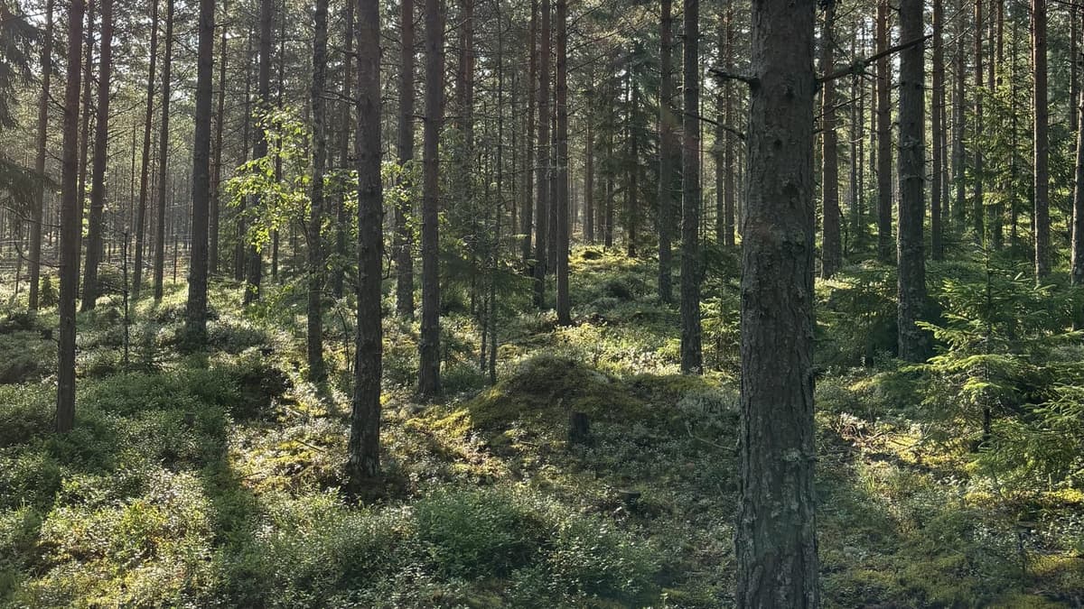 Koirametsä Rymy