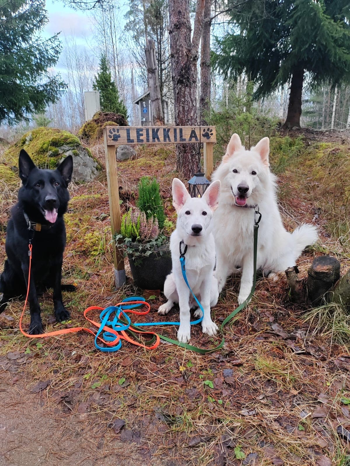 Koirametsä Leikkilä